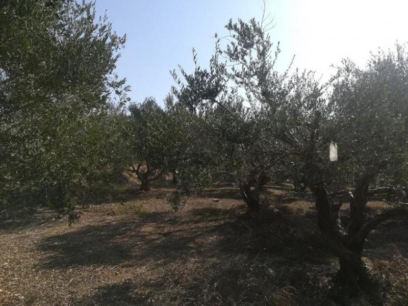 Aspro Olivenhain mit Meer- und Bergblick auf Kreta zum Verkauf Grundstück kaufen